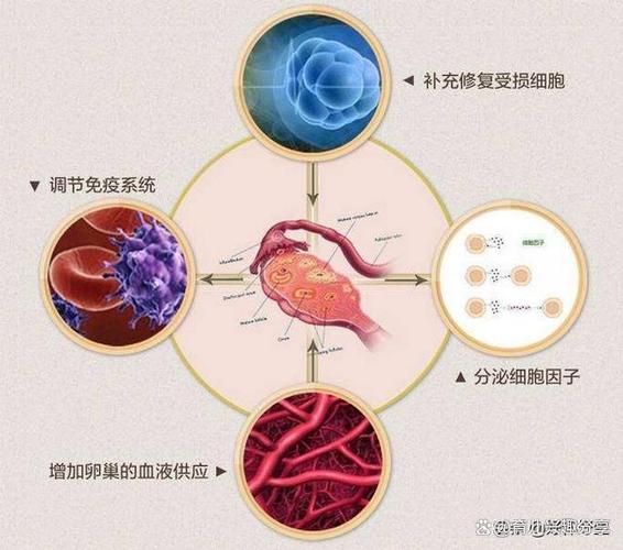 供卵代怀是什么意思-供卵代怀:意义解析