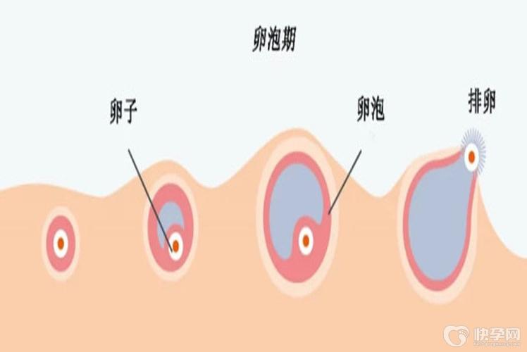 供卵试管可以找自己的朋友吗【供卵试管:可以与朋友共享的选择吗?】
