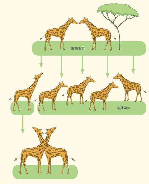 供卵告诉孩子吗【供卵告诉孩子吗:生命的选择与坦诚的沟通】