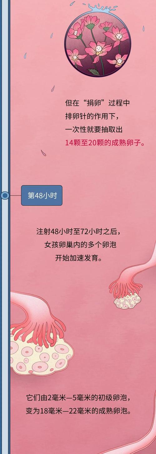 供卵妹子如何挑选(供卵妹子挑选攻略:如何选取最合适的供卵中心)