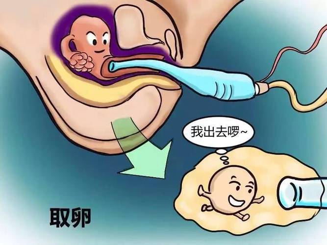 供卵试管代怀包性别-以性别为中心的供卵试管代怀包:选择你想要的宝宝性别