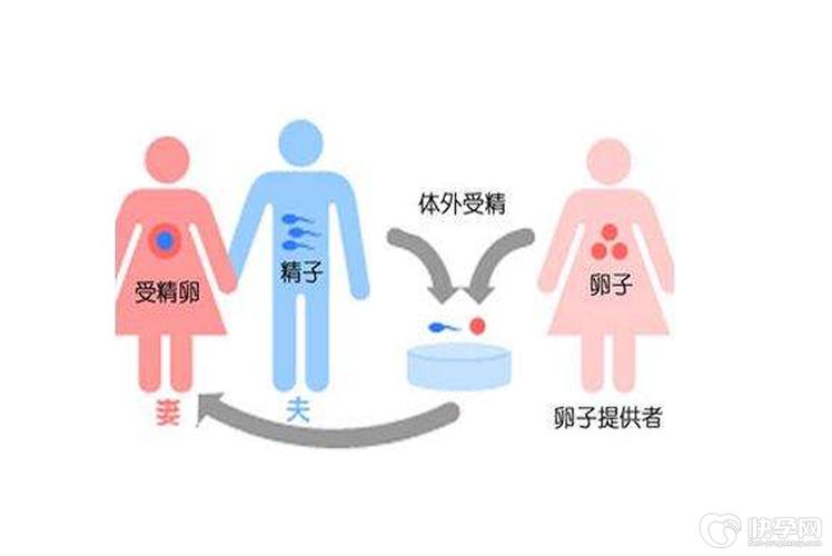 供卵过程_探索供卵过程:从选取到捐赠的全面解读”